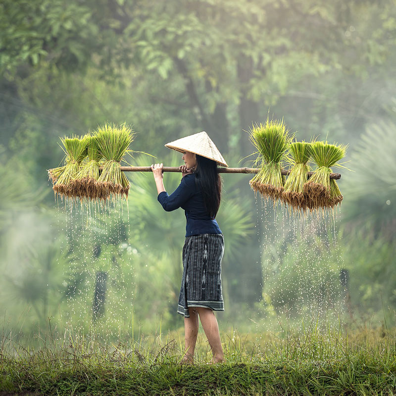 cambodge