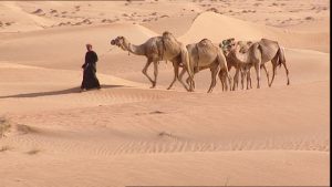 569593532-mener-chameau-dubai-desert-de-sable