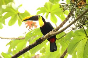 toucan-1972560_1280